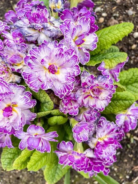 Growing Primroses: How to Plant and Raise This Colorful Flower.